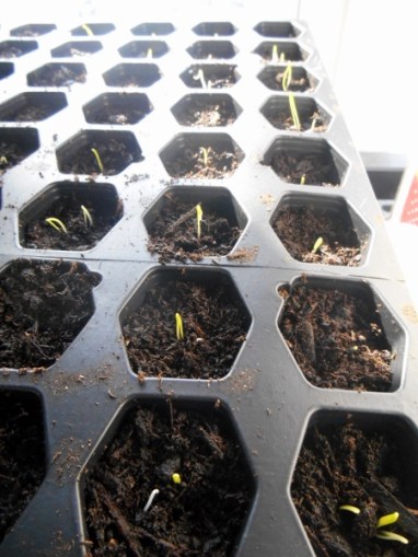 2013-01-01 1646 (450x600)