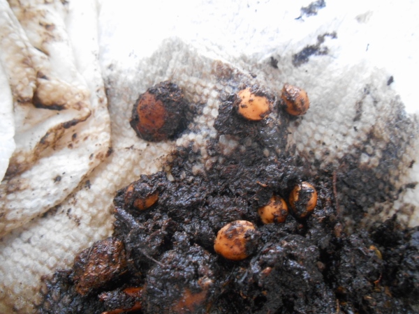 2013-01-01 1662 (600x450)