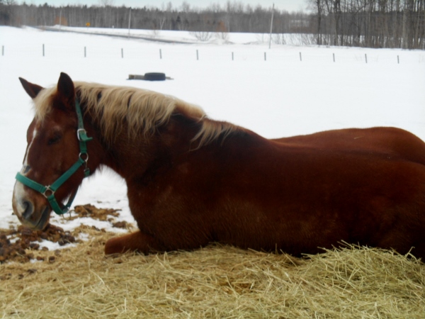 2013-01-01 1663 (600x450)