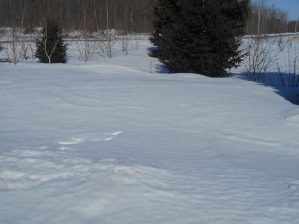 2013-01-01 1672 (600x450)