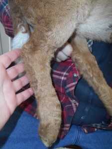 2013-01-01 1675 (450x600)