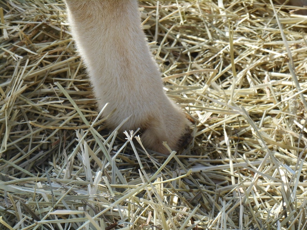 2013-01-01 1682 (600x450)