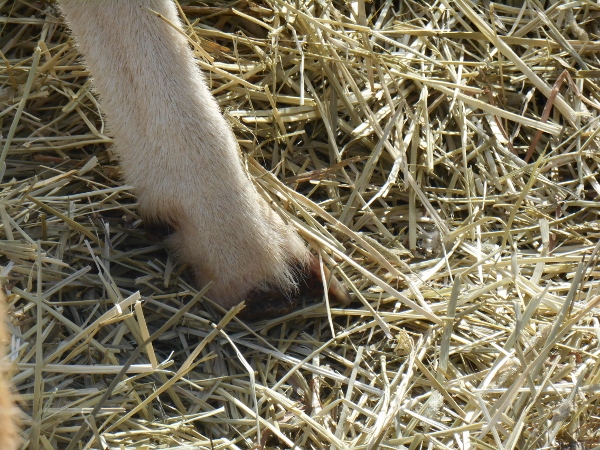 2013-01-01 1683 (600x450)