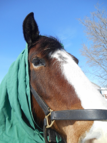 2013-01-01 1685 (450x600)