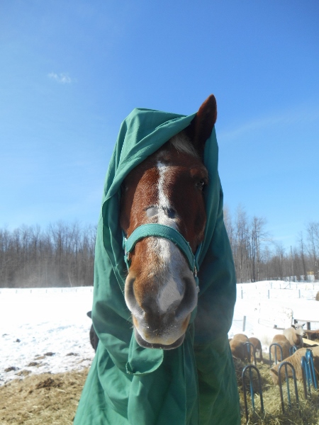 2013-01-01 1690 (450x600)