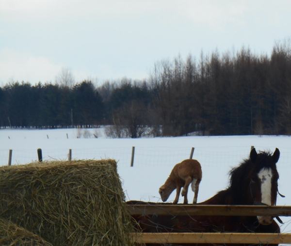 2013-01-01 1706 (600x507)