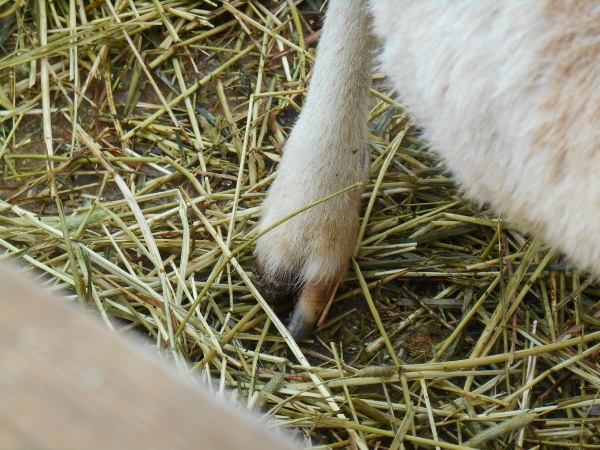 2013-01-01 1708 (600x450)