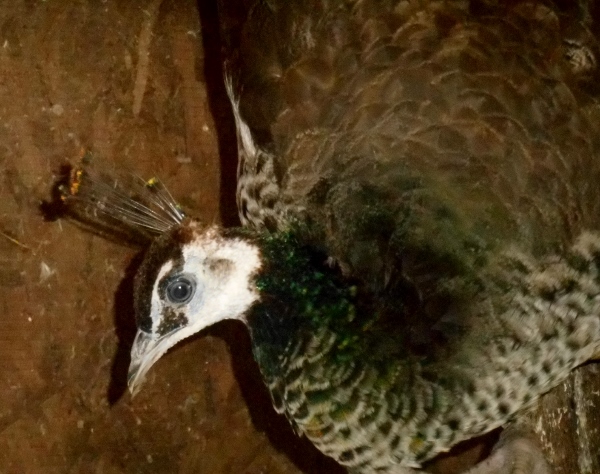 2013-01-01 1731 (600x474)