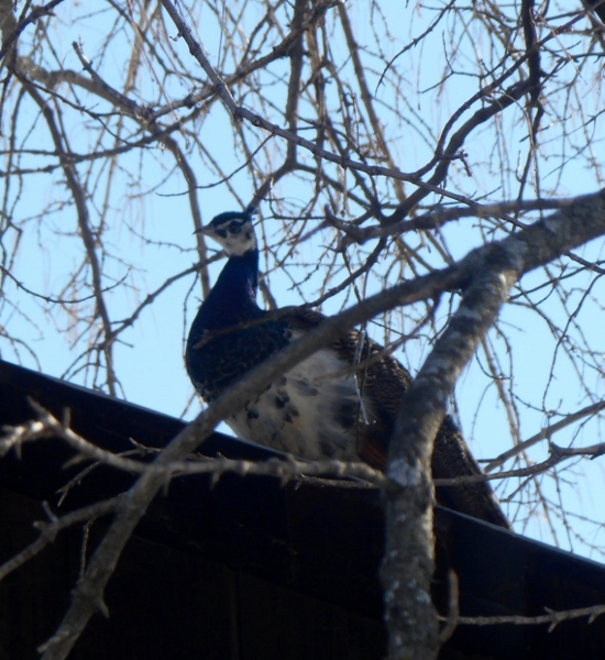 2013-01-01 1732 (550x600)