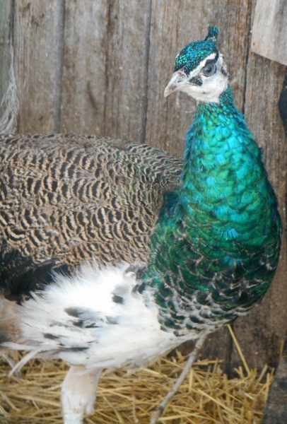 2013-01-01 1734 (406x600)