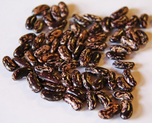 Bush--Snap-Dry--Certified-Organic