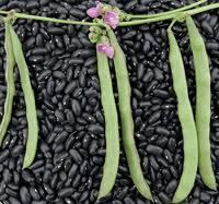 trail of tears beans