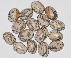 wild goose bean