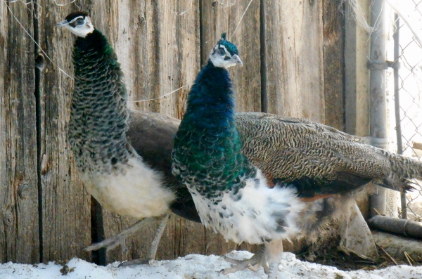 2013-01-01 1736 (600x397)