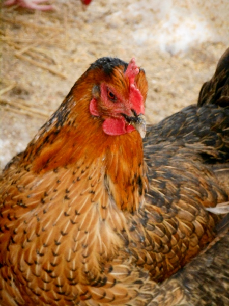 2013-01-01 1739 (450x600)