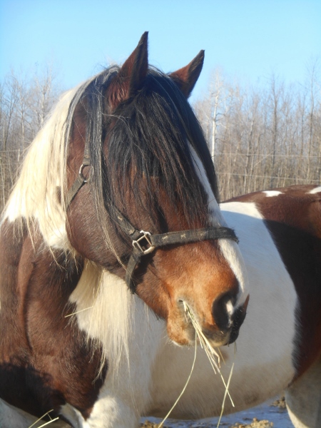 2013-01-01 1816 (450x600)