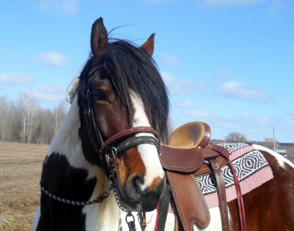 2013-01-01 1866 (600x472)