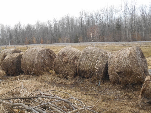 2013-01-01 1881 (600x450)