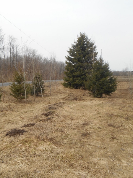 2013-01-01 1882 (450x600)