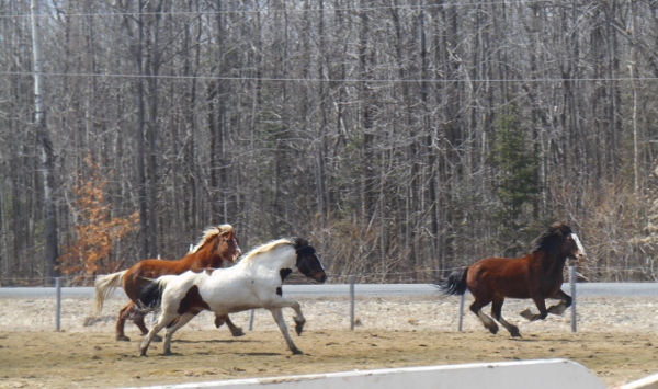 2013-01-01 1893 (600x355)