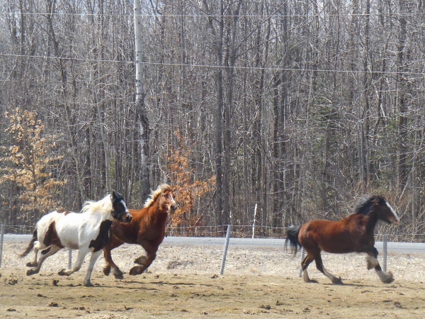 2013-01-01 1897 (600x450)