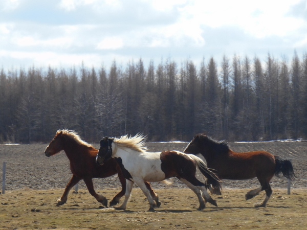 2013-01-01 1905 (600x450)