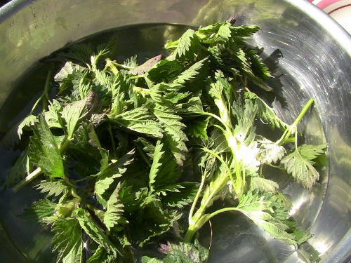 2012-12-24 087 (500x375)