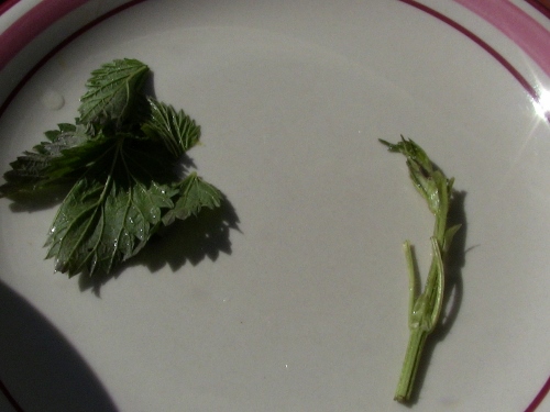 2012-12-24 088 (500x375)