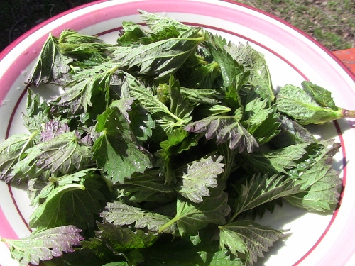 2012-12-24 089 (500x375)