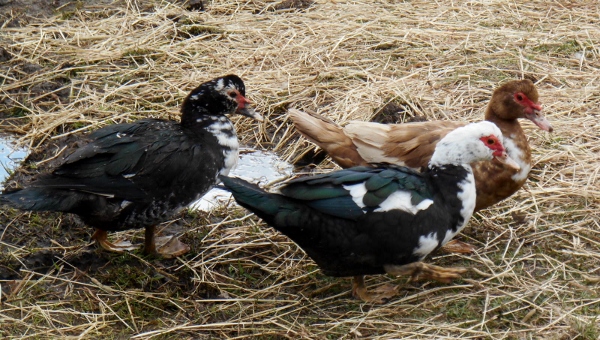 2013-01-01 1936 (600x340)