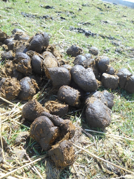 2013-01-01 1941 (450x600)