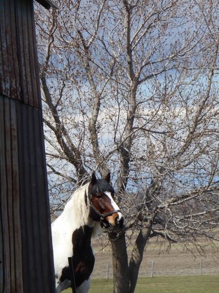 2013-01-01 1945 (450x600)