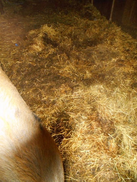 2013-01-01 1947 (450x600)