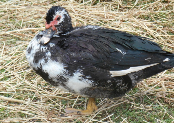 2013-01-01 1960 (600x425)