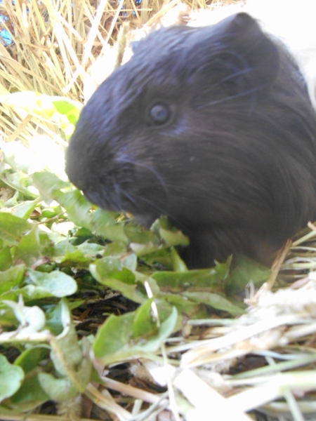 2013-01-01 1963 (450x600)