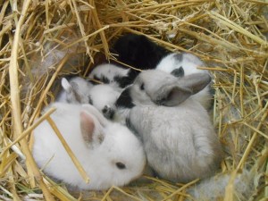 2013-01-01 1972 (600x450)