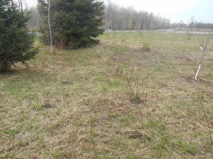 2013-01-01 1985 (600x450)