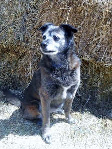 2013-01-01 2004 (450x600)