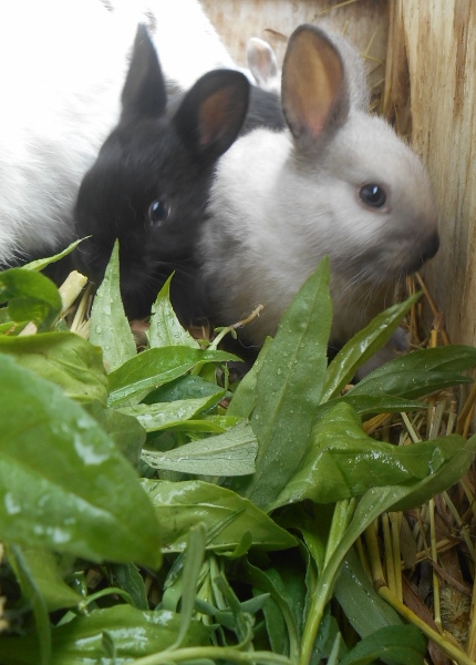 2013-01-01 2048 (430x600)