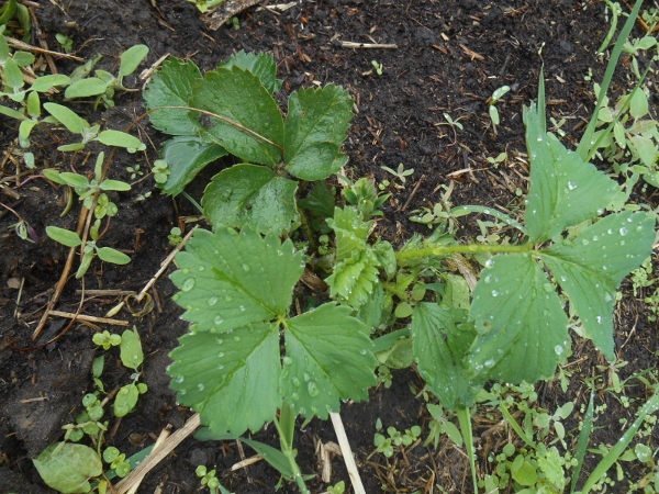 2013-01-01 2052 (600x450)