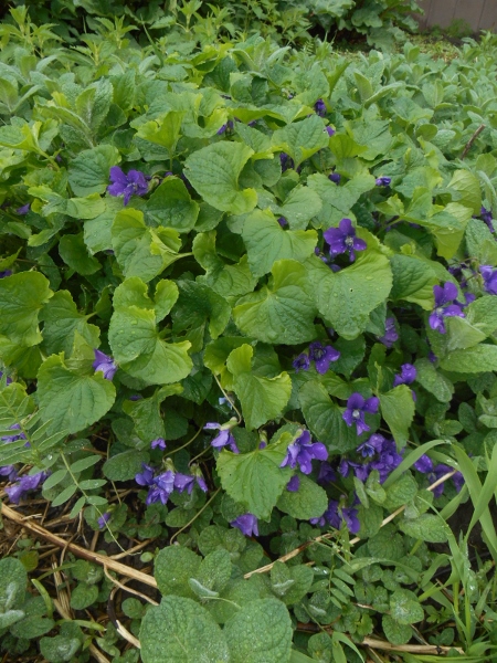 2013-01-01 2053 (450x600)