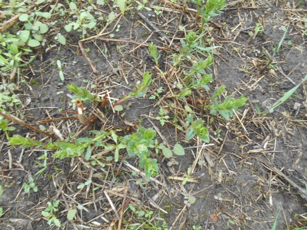 2013-01-01 2055 (600x450)