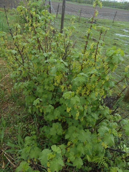 2013-01-01 2056 (450x600)