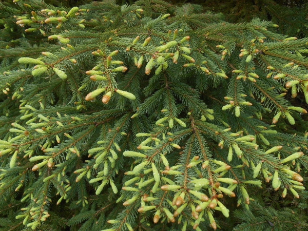 2013-01-01 2058 (600x450)