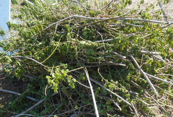 2013-01-01 2066 (600x405)