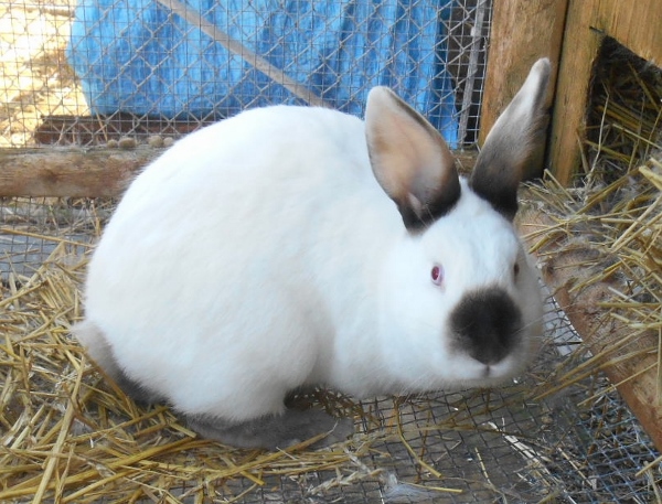 2013-01-01 2069 (600x457) (2)