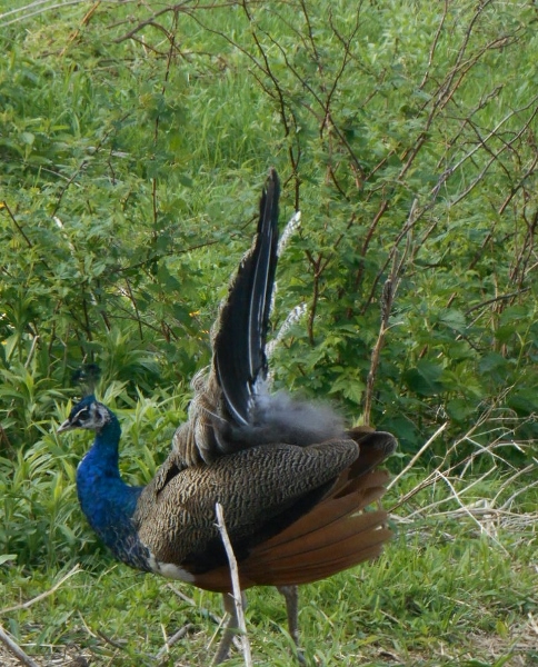 2013-01-01 2076 (484x600)