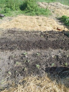 2013-01-01 2119 (450x600)