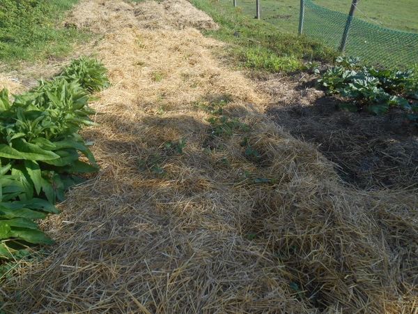 2013-01-01 2120 (600x450)