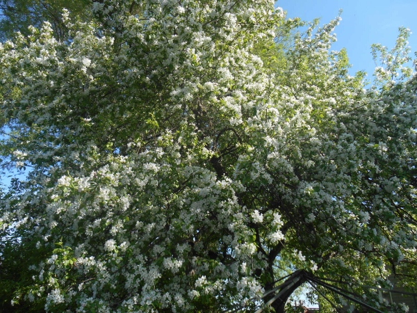 2013-01-01 2121 (600x450)